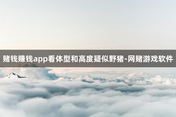 赌钱赚钱app看体型和高度疑似野猪-网赌游戏软件